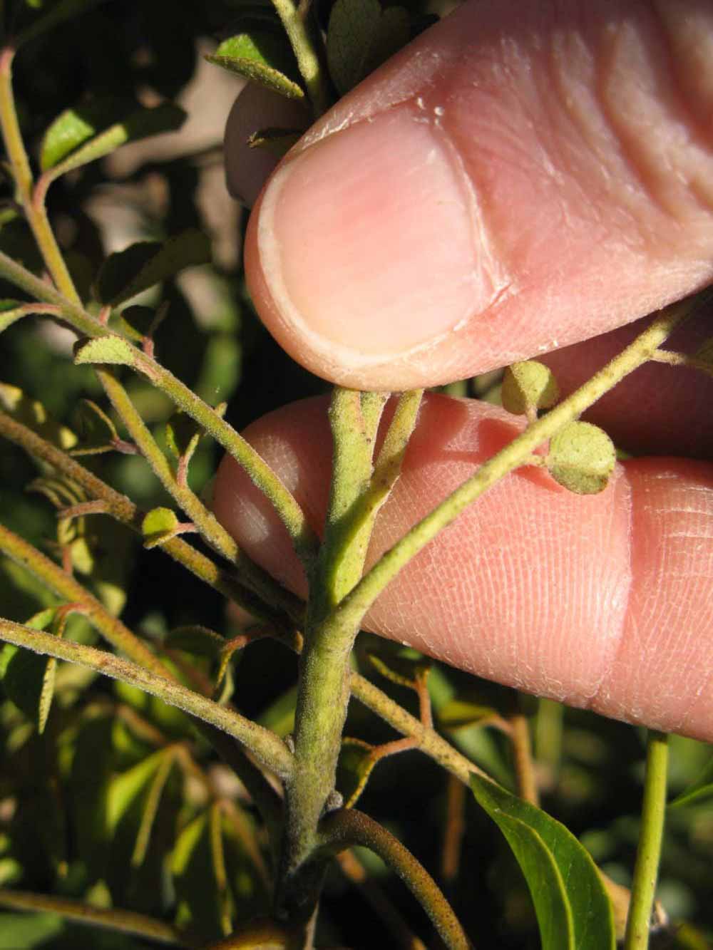              First year twig (Winter Haven, FL)       